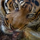 Dr. Dietrich Schmidt 2